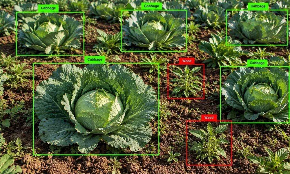 Agriculture & Environment annotation example